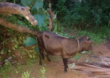 ಬೋರಿದ ಜೀವ ಒರಿಪಾಯಿನ ಬಜರಂಗದಳದ ಕಾರ್ಯಕರ್ತೆರ್.