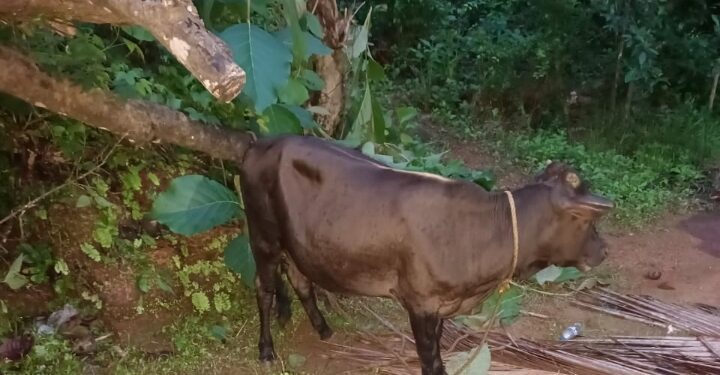ಬೋರಿದ ಜೀವ ಒರಿಪಾಯಿನ ಬಜರಂಗದಳದ ಕಾರ್ಯಕರ್ತೆರ್.