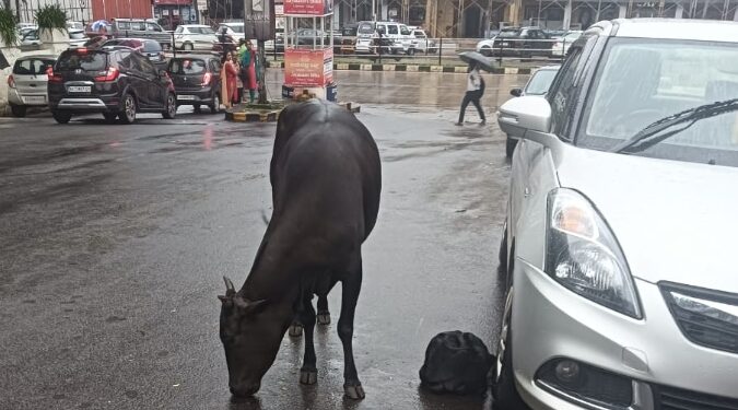 ಮಣಿಪಾಲದ ನಡುರಸ್ತೆಡೇ ಕಂಜಿ ಪಾಡಿನ ಪೆತ್ತ..