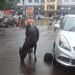 ಮಣಿಪಾಲದ ನಡುರಸ್ತೆಡೇ ಕಂಜಿ ಪಾಡಿನ ಪೆತ್ತ..