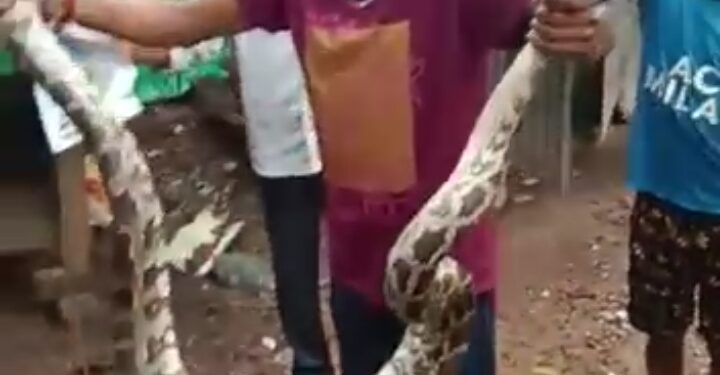 ಕೋರಿದ ಗೂಡುಡಿತ್ತಿನ ಪೆರ್ಮರಿನ್ ಪತ್ತುದ್ ಕಾಡುಗ್ ಬುಡಿನ ನೀತು ನಿಟ್ಟೂರು..