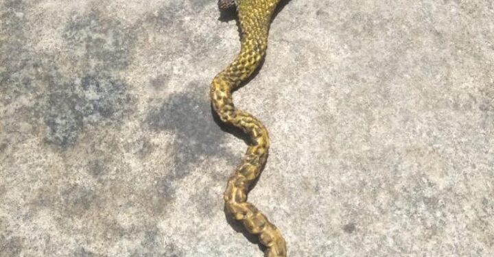 ಬೊಂಡೊಡ್ ನಾಗದೇವೆರೆನ ಆಕಾರೊನ್ ತೂಯಿನ ಭಕ್ತೆ…