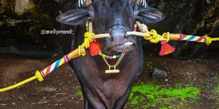 ಕಂಬುಲಡ್ ಮಸ್ತ್ ಇನಾಮು ಗೆಂದಿನ ಎರುಕುಲು..