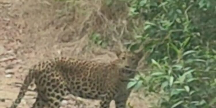 ಕಲ್ಯಾಡ್ ಪಗೆಲುಗೇ ಚಿರತೆ