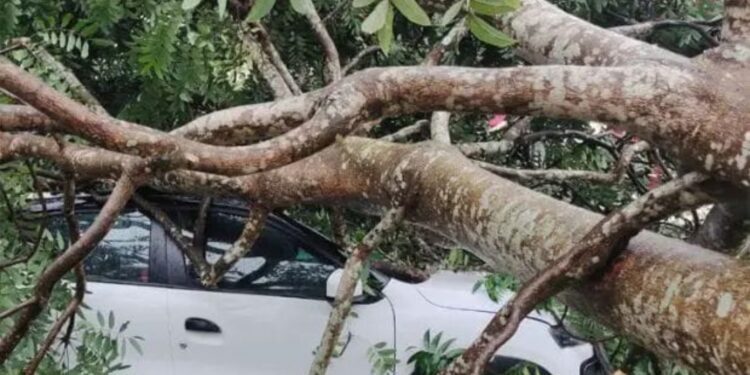 ಕಾರ್ ದ ಮಿತ್ತ್ ಬೂರಿನ ಮರ