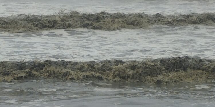 ಕಡಲನೀರು ಕಪ್ಪು ಕಪ್ಪು