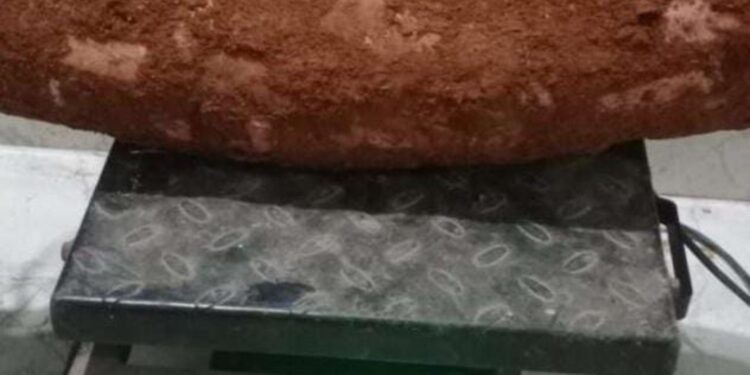 6.7 ಕೆ. ಜಿ ತೂಕದ ಮರಗಿರೆಂಗ್.