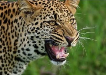 ಮುಲ್ಕಿಡ್ ಚಿರತೆದ ಕಾಟ