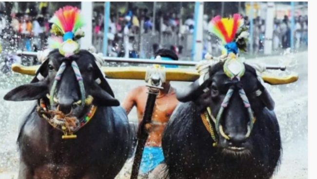 ಕಿದೆಟ್ ಶಾರ್ಟ್ ಸರ್ಕೂಟ್