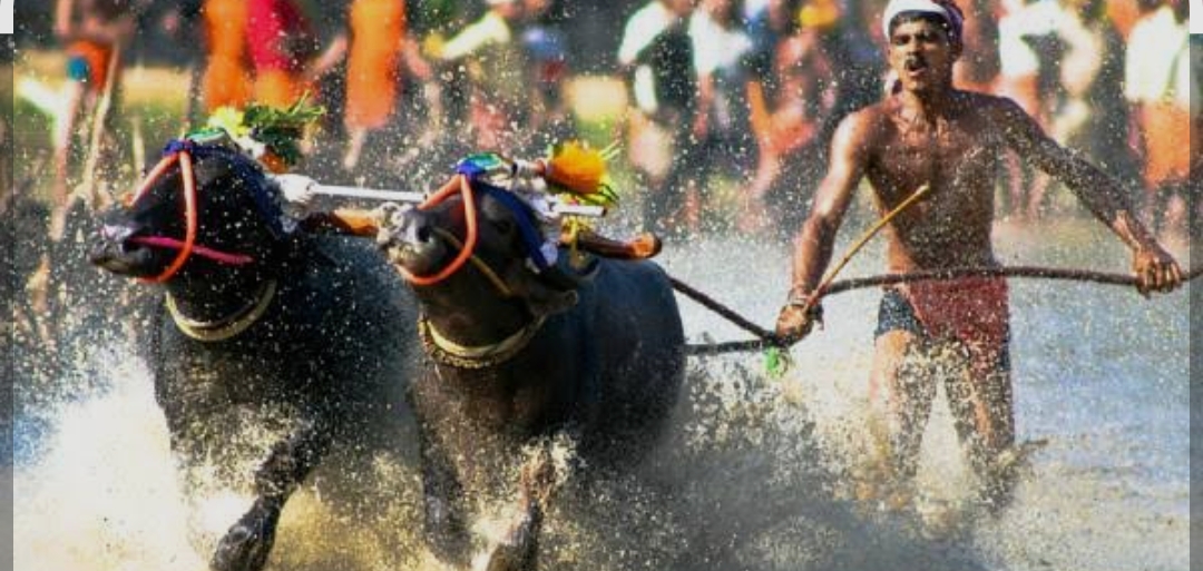 ಗೊಂದಲ ಸೃಷ್ಟಿ ಮಲ್ದಿನ ಕಂಬುಲ